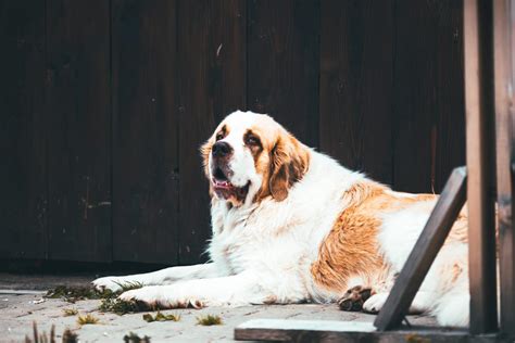 Saint Bernard Grooming: Bathing, Shedding, and Haircuts