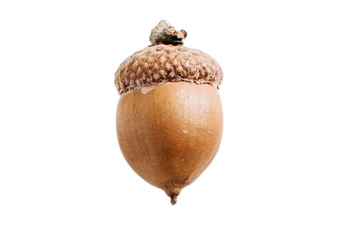 Acorn fruit isolated on a transparent background 21333164 PNG