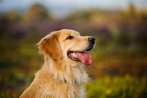 Top 7 Best Field Golden Retriever Breeders In The U.S.