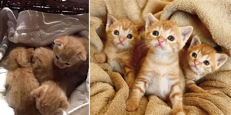 Three Ginger Kittens Found Dumped Find a Foster Mom/Angel