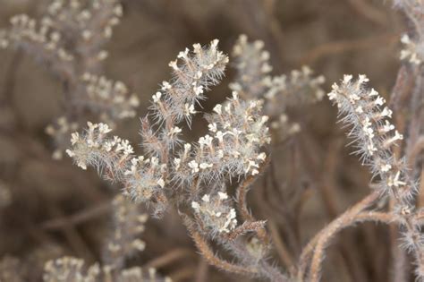 Popcorn Flower - Mojave Wildflowers 2008 on eecue.com : Dave Bullock ...