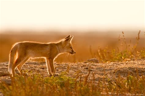 Desert Fox Pup. | Desert Fox Pup, Backlit Image. A dream Sho… | Flickr