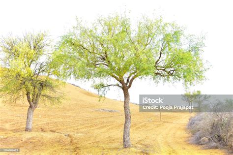 View Of Green Khejri Tree In The Fields Of Rajasthan Stock Photo - Download Image Now - iStock