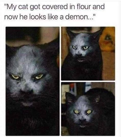 Demon Cat | Funny animal memes, Animal memes, Funny animals