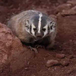 American Badger - Facts, Diet, Habitat & Pictures on Animalia.bio