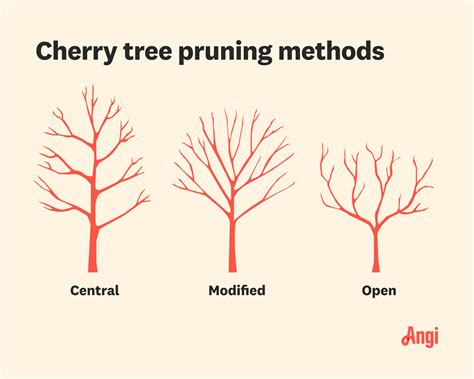 How to Prune a Cherry Tree