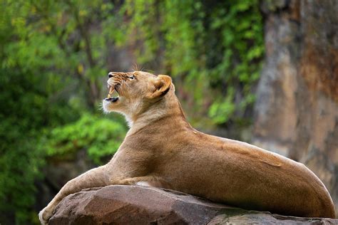 Lioness Roar Photograph by Artur Bogacki - Fine Art America