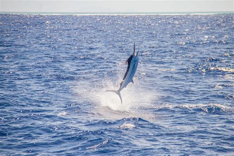 Atlantic Blue Marlin Facts: Habitat, Diet, Conservation, & More