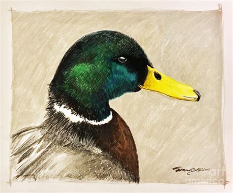 Mallard Study Drawing by Kevin Scott Jacobs | Fine Art America