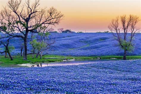 BLUEBONNET PARADISE: Just south of Dallas on Interstate 45 is the town of Ennis, Texas. Ennis ...