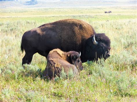 A Surprise Bison Encounter in Yellowstone National Park