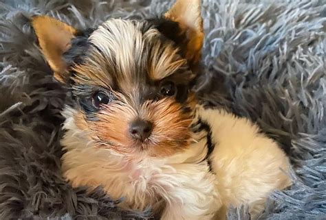 Loving and loyal: is the eye-catching Parti Yorkie right for you? - K9 Web