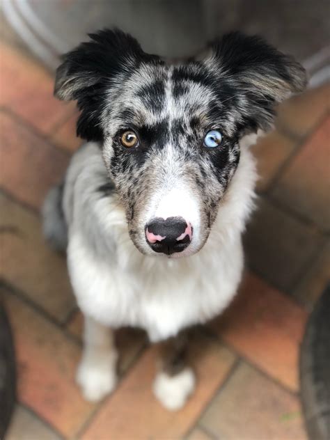 5 months old, blue merle Border Collie. Yuki girl, she gazes at you ...