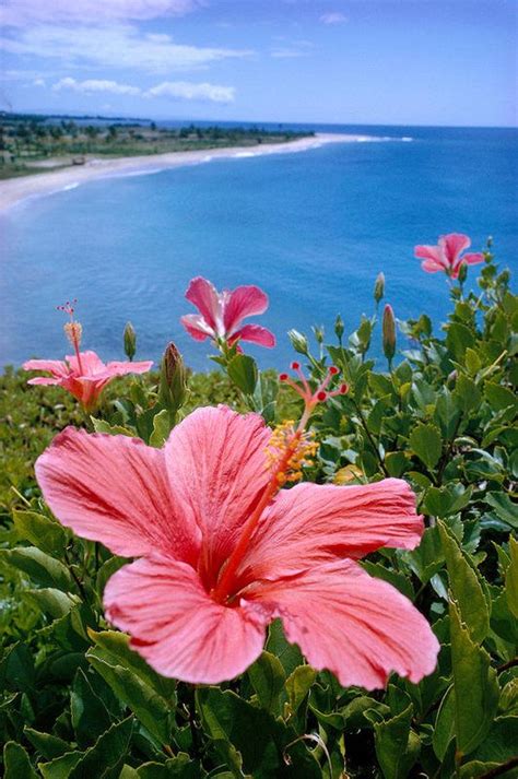 Pink Hibiscus Art Print by David Cornwell First Light Pictures Inc - Printscapes in 2020 | Photo ...