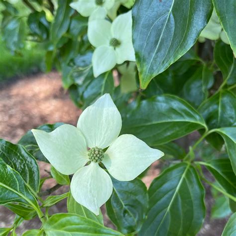 Cornus kousa | Kousa Dogwood - Doty Nurseries