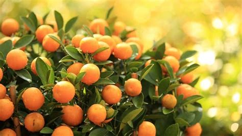 How To Grow Mandarin Orange Tree Indoors