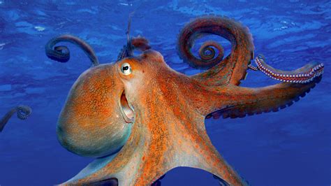 Download Underwater Sea Life Animal Octopus HD Wallpaper