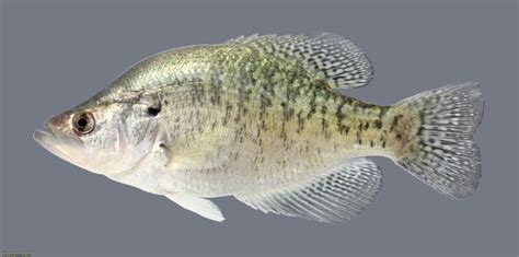 Pomoxis annularis » NCFishes.com