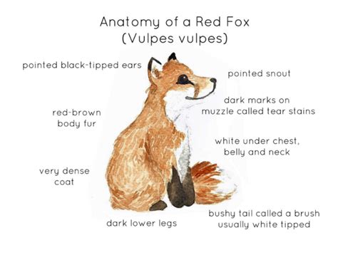 Red Fox Anatomy Printable Poster by Teach Simple