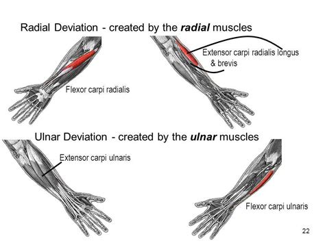 The wrist can perform ulnar and... - NeuroKinetic Therapy