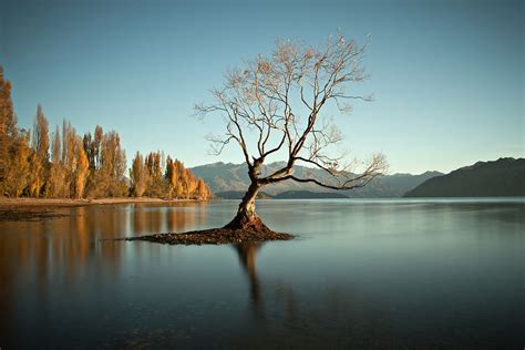 That famous tree at Lake Wanaka, New Zealand. | Famous trees, Scenery ...