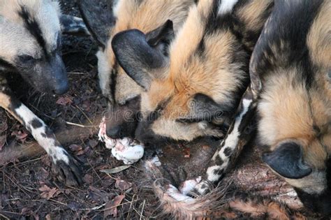 African Hunting Dog Pack Eating Horse Carcas Stock Photo - Image of hunter, kruger: 84142902