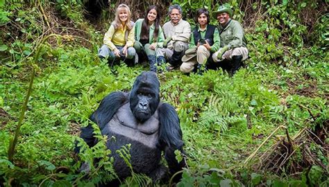 Gorilla trekking in Mgahinga gorilla national - uganda gorilla trekking