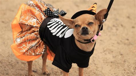 Funny Halloween Costumes Ideas for Dogs: Last Minute Pet Dress Up Ideas - Alpha Pets UK