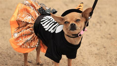 Funny Halloween Costumes Ideas for Dogs: Last Minute Pet Dress Up Ideas ...