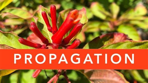 FIREBUSH PROPAGATION | Florida Native Plants | Florida native plants, Propagating plants ...