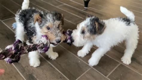 Wire Fox Terrier Puppies Roughhousing - 9 weeks old - YouTube