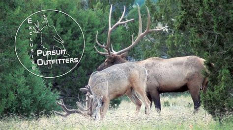 Arizona Guided Trophy Elk Hunts – Exclusive Pursuit Outfitters