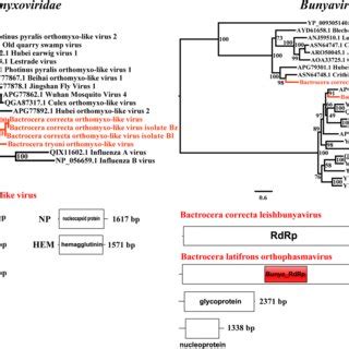 Phylogenetic tree and viral genomic structure of Orthomyxoviridae and... | Download Scientific ...