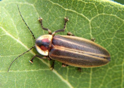 Beetle Identification: A Guide to Common Species (With Photos) - Owlcation