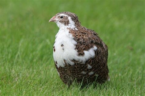 Breeding Quail: Living Space, Nutrition and Disease - Canaropedia