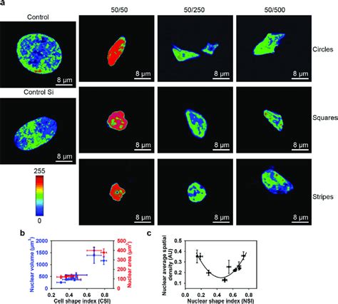 Geometric constraint leads to chromatin condensation. (a) Successive ...