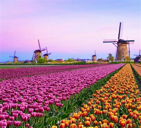 Amsterdam Tulips: How To See These Majestic Blooms