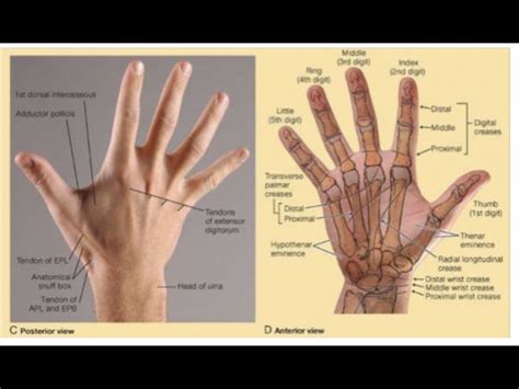 Anatomical snuff box - Physiopedia