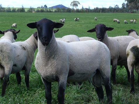 Suffolk | Sheep, Barnyard animals, Suffolk sheep