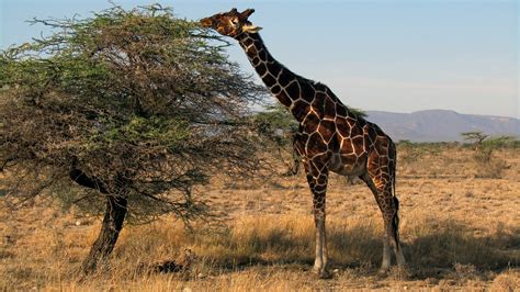 Giraffe Kenya Safari Samburu · Free photo on Pixabay