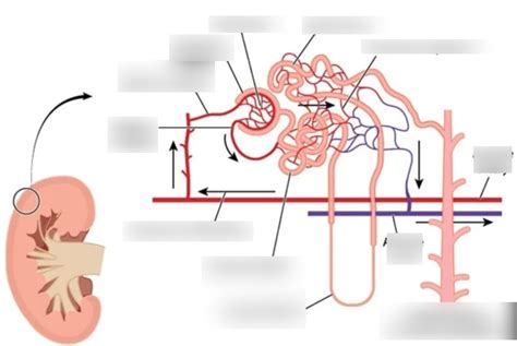 loop of henle Diagram | Quizlet