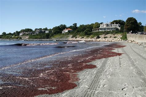 Red tide | Algal Blooms, Harmful Effects & Ecology | Britannica