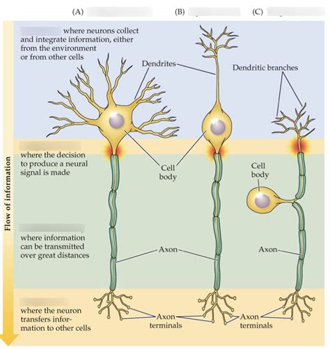 Neuroanatomy Diagram | Quizlet