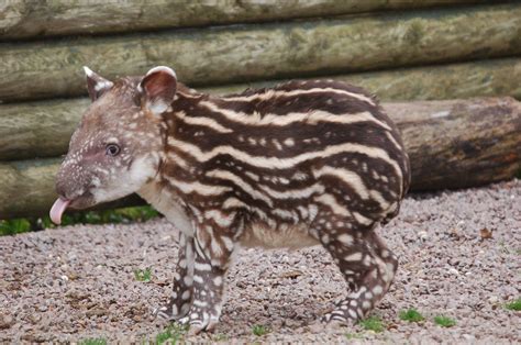 A baby Tapir : pics