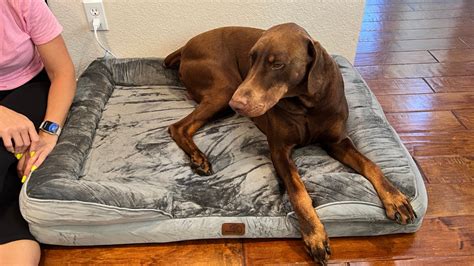 Bedsure Jumbo Orthopedic Dog Beds - Foam Sofa for Dogs - Unboxing and Review