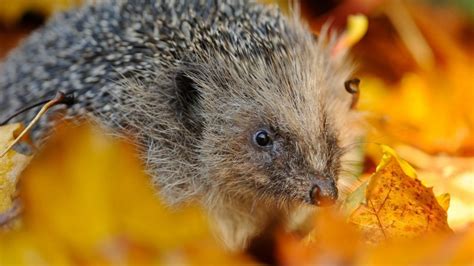 Hedgehog in Autumn Leaves HD Wallpaper - WallpaperFX