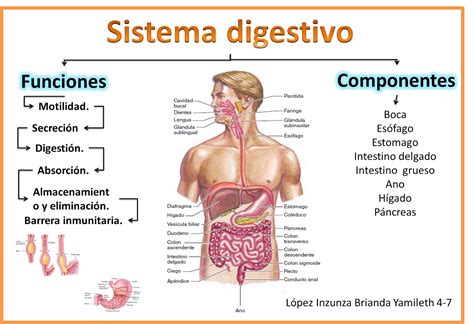 BLOG DE FISIOLOGÍA MEDICA UAS BRIANDA LÓPEZ 4-7: SISTEMA DIGESTIVO