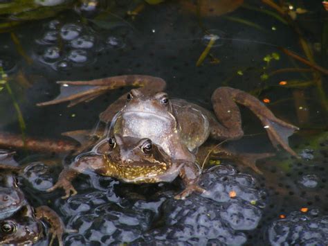 Frogs Breeding In Edinburgh - The Nature Blog