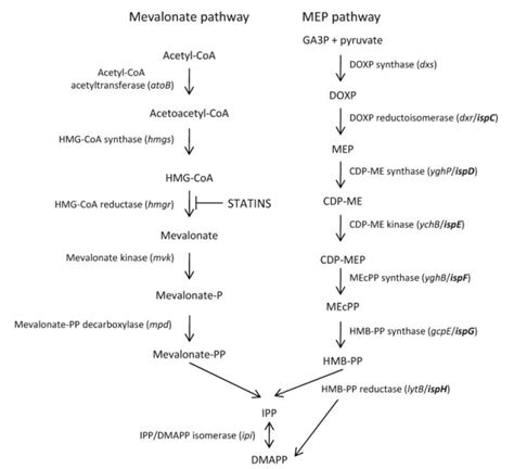 Isoprenoid Biosynthesis Intermediates Analysis Service - Creative ...