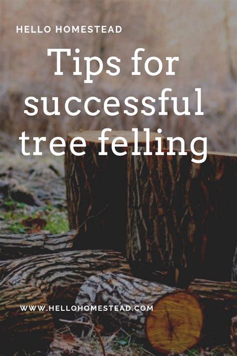 Tips for Successful Tree Felling | Step-by-Step Guide